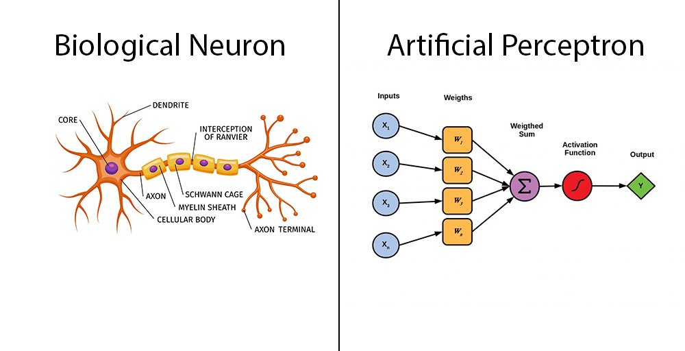 biological neuron